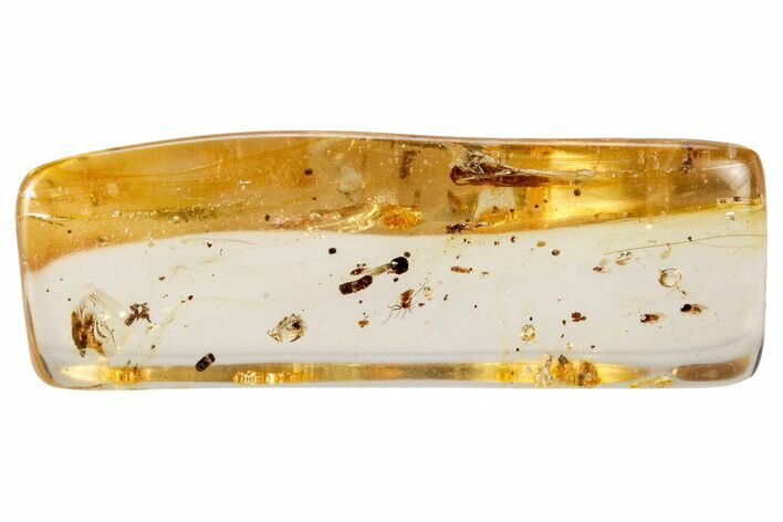 Polished Colombian Copal ( g) - Contains Caddisfly! #326731